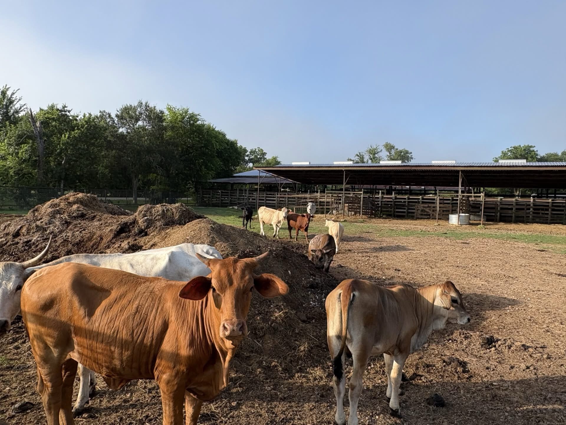 Sheriff’s Office Seeking Owner of Nine Cattle Found Near Wharton