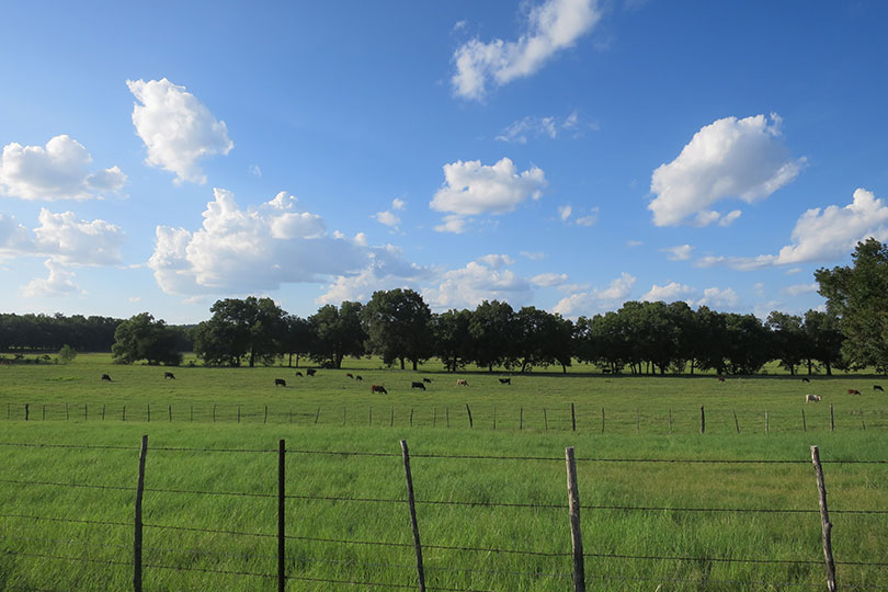 Wharton County Pasture Rent Rises 17%, Leads Texas